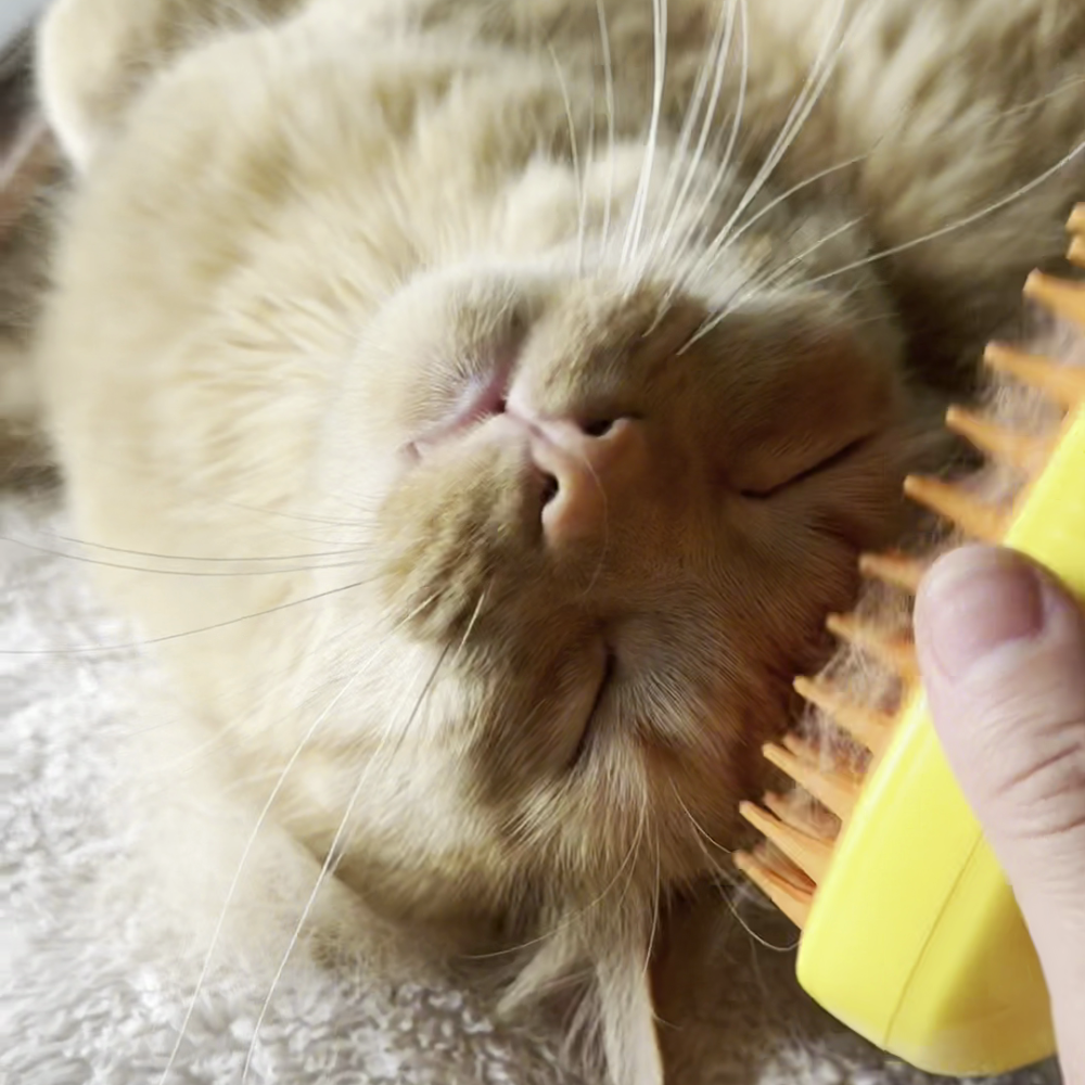 Steamy Cat - Brosse à vapeur pour chats